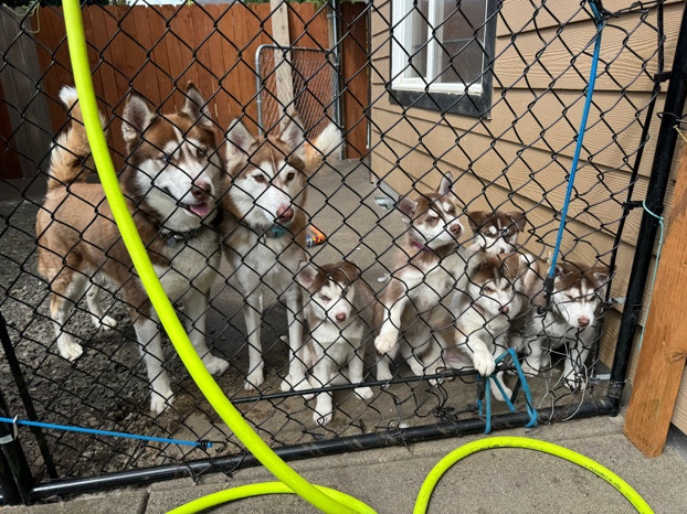 Siberian Husky – Husky puppies for sale