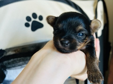 Yorkshire Terrier – sale of Yorkshire Terrier puppies – Bradford