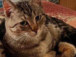 American Shorthair – Sweet 3-Year-Old American Shorthair Cat – Jr – Tempe