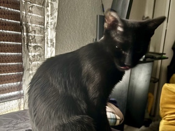 Friendly 1-Year-Old Cat Available for Adoption in Decatur – Decatur