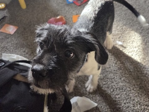 Mixed Breed – puppy needs forever home – Marion