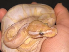 Snake – Banna Ball Python – Chicago