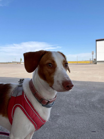 Podenco Canario – Spanish Podenco Maneto mix