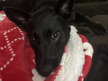 Mixed Breed – Mixed breed Dog Needs a Home – Wallingford