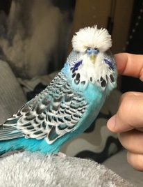 2 budgies need a new home