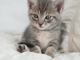 kitten female โ Battle Ground