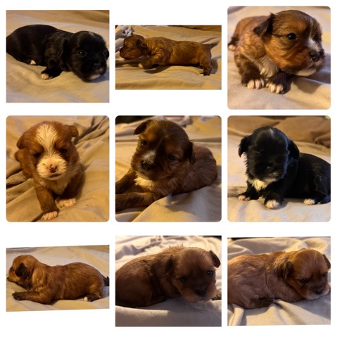 Shih Tzu – Shorkies For Sale Shih Tzu and Yorkie Mix