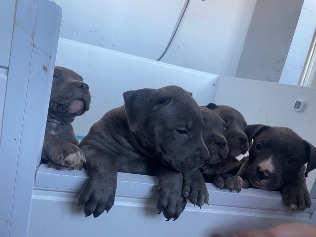 American Bulldog – xl bully