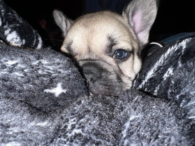 French Bulldog – beautiful fawn frenchie very healthy