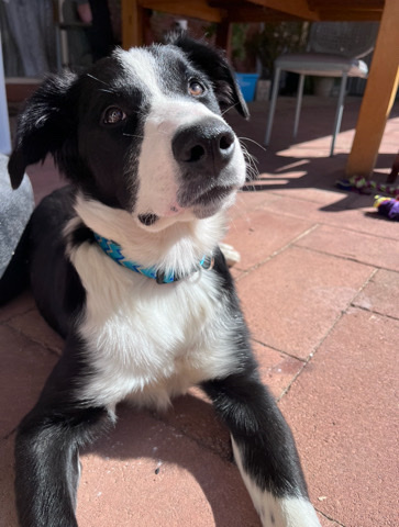 Border Collie – border collie puppy