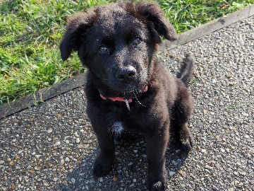 Australian Shepherd – Chien