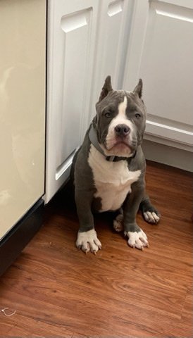 Pitbull xxl pup male