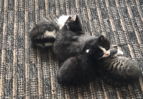 Lovely kittens for sale in Farnborough,Hampshire
