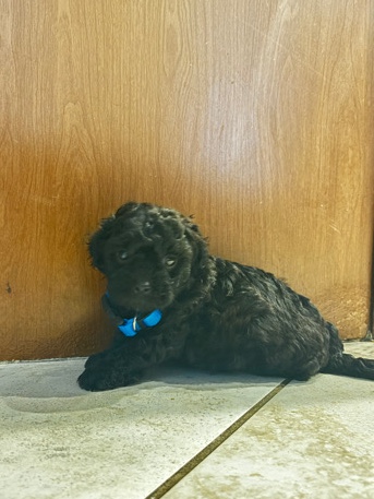 Shih Tzu – Shihpoo Puppy