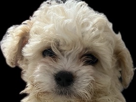 Morkie – Morkie Poo puppies – Houston