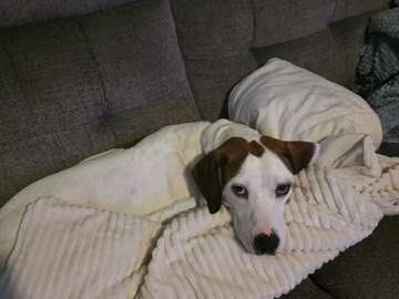 Beagle – Temporary Foster! – Norfolk