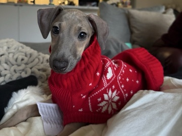 Italiaanse windhond pup 