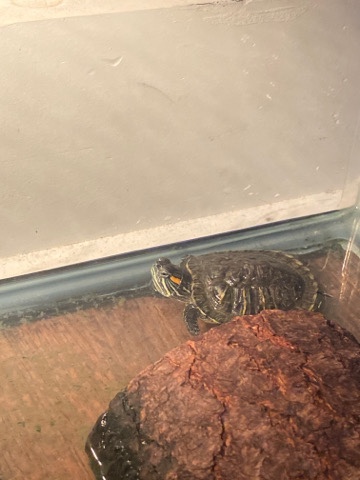 Turtle!