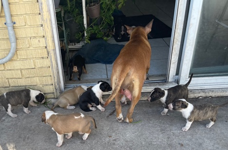 Bull Terrier – bull terrier pups