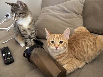 2 cats Milo and Emma – Fernley