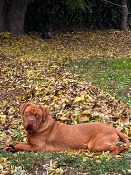 Dogue de Bordeaux – Need New Home for Loki