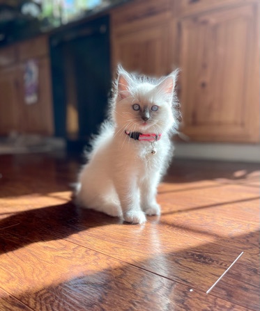 Ragdoll – Ragdoll Kitten
