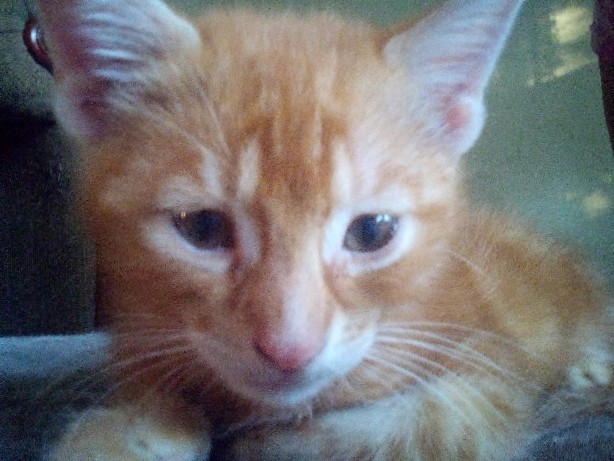 Russian White, Black and Tabby – a orange tabby heathy doesn't have a shot