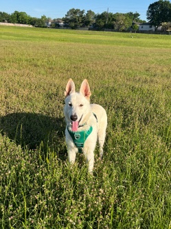 German Shepherd – White German Shepherd: Bolt