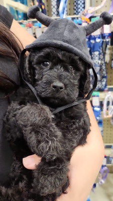Labradoodle puppy