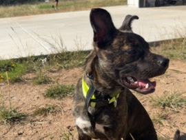 Catahoula Cur – stormi – Victoria