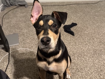 American Pit Bull Terrier – Kovu – Richmond