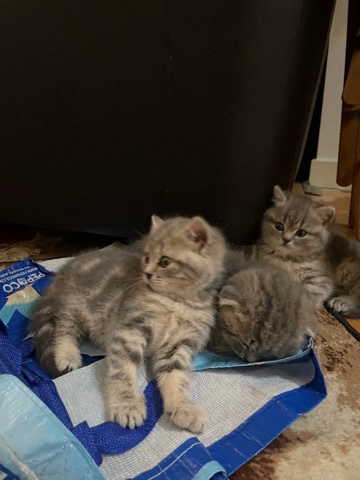 Scottish Fold – 9 weeks kittens