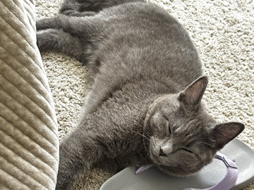 British Shorthair – Sweet & Affectionate British Shorthair (Gray), 1.5 Years Old – San Francisco