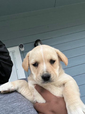 Labrador Retriever – puppy