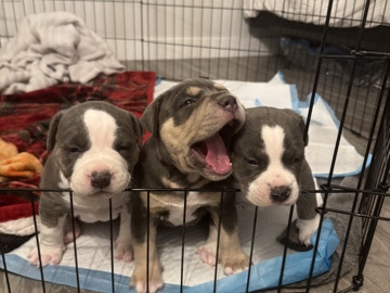 American Pit Bull Terrier – American Bully’s