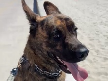 Cane Corso – Katana – San Diego