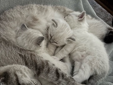 Ragdoll - Adorable Purebred Ragdoll Kittens Looking for Loving Homes! available for adoption in Manchester