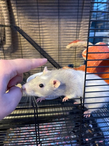 rat – Giving away Rat (Named Luna)