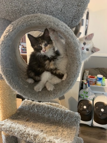 Bombay – bombay/ ragdoll