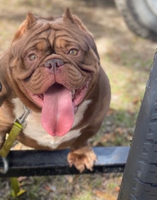 American Pit Bull Terrier – Bully female for sale