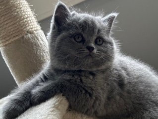 British Shorthair – taleen