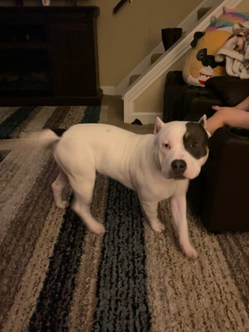 American Bulldog – Full Breed American Bulldog