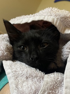 sweet kitten for sale