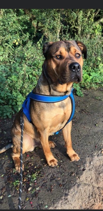 American Pit Bull Terrier – xl bully cross Rottweiler for sale