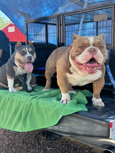 American Pit Bull Terrier – American Bullies