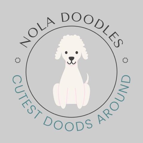 multigen standard goldendoodle