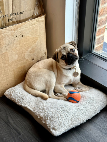 Pug – 6 month old pug looking for loving home