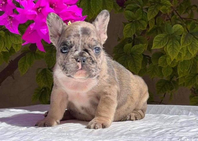 French Bulldog – French Bulldog
