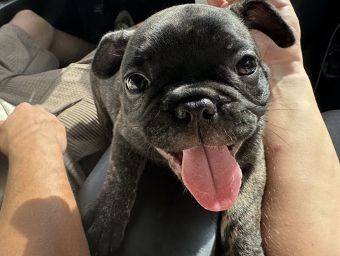 French Bulldog – French Bulldog – Beaufort