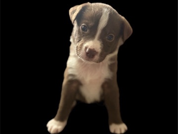 American Staffordshire Terrier – Looking for a new home – Vancouver